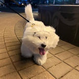 娃娃丢