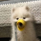甜喵喵