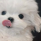 打酱油