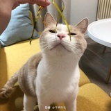 阿狸烤鱼豆腐汤