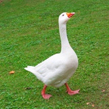 唔西迪西