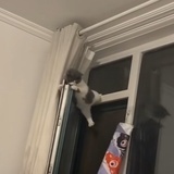 放狗屁