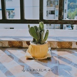 橘月有很多瓣