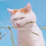 小糖人儿