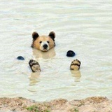 胡萝卜炖西葫芦