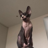鱼头不要苦