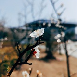 退堂鼓玩家