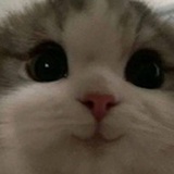 小狐狸llie