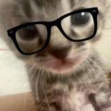 猫猫绿豆饼