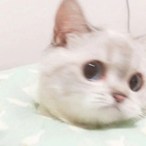 一只咸鱼DIDI
