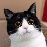 Magical Cat