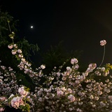 Ciel-