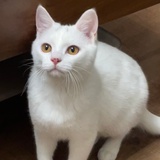 邑小尾巴