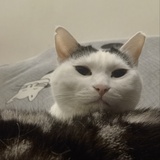 慢活快落狗小咪