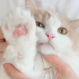 Cococat