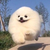 咕噜