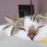 沙发上的猫如意