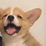 三线城市土狗