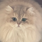 gylo5
