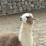 倒拔杨柳林黛玉