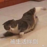 猫猫头