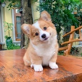 小狗勾不可爱吗