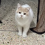 Miao