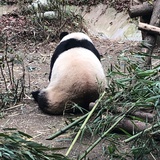 可可的小拳头