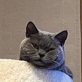 苍蝇踩人脑袋上