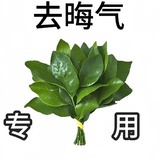 认养小狗🐶
