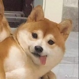 阿柴
