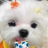 笨蛋小狗汪汪