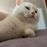 摆
