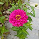 芳芳