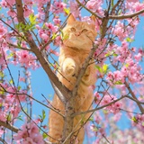 聊赠一枝春