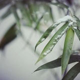 莲勺公子