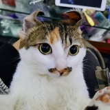 伊祁赫岚