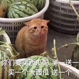 害今天吃点啥