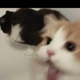 伊莎贝拉#x