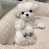 cherylcall