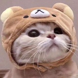 Q萌宠物