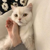 羊村恶霸