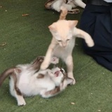 冷薯条