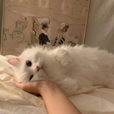 阿温