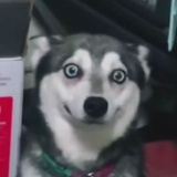 琥珀核桃