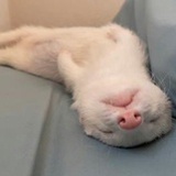 一天要睡12h