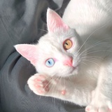 张元英（翻白眼