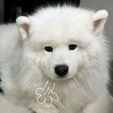 不爱喝咖啡