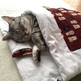 猫♦elephant