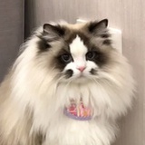 炎炎